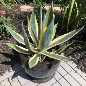 Agave Americana Yellow Edge - Variegated Agave