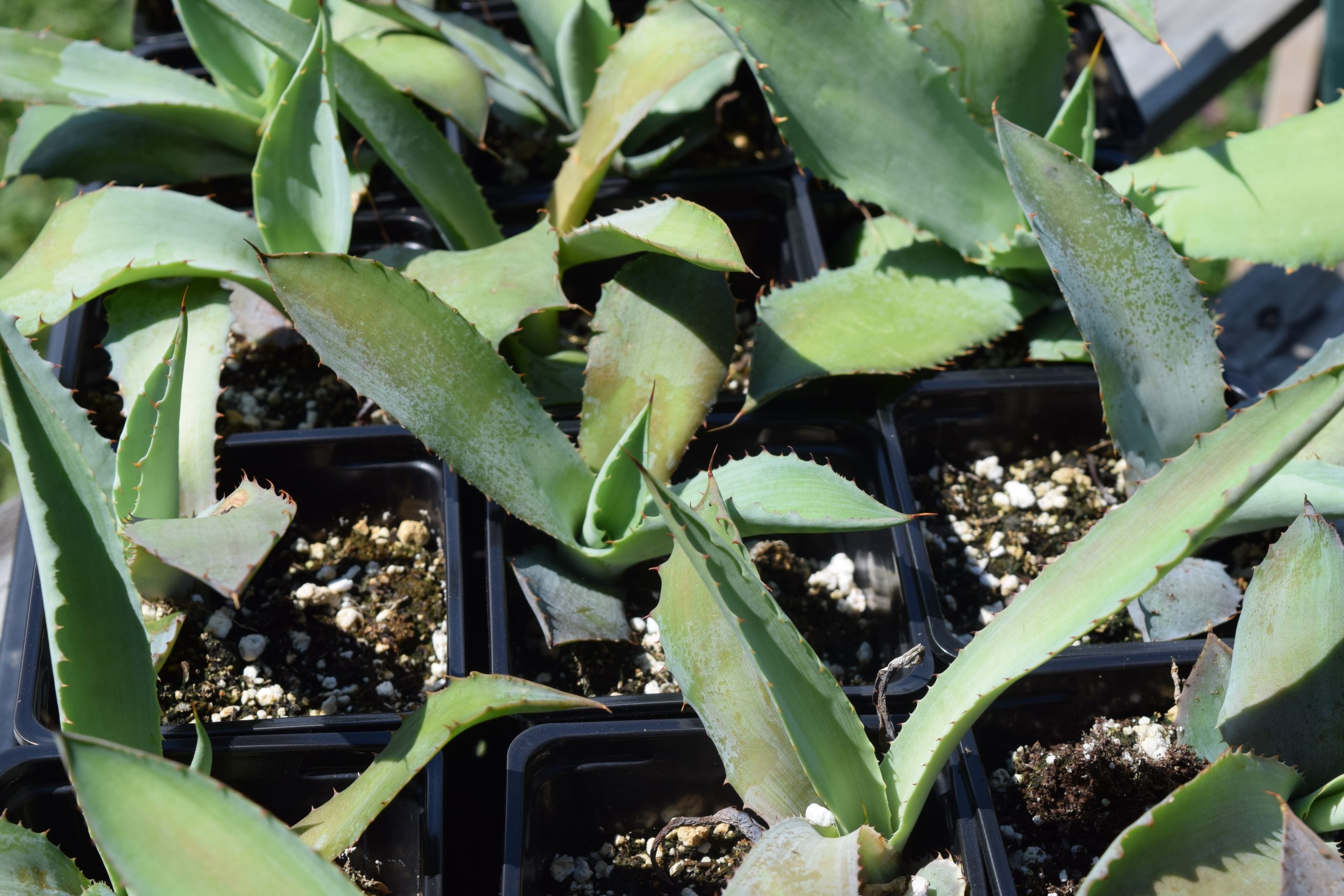 Agave Potatorum var. Verschaffeltii - Image 2