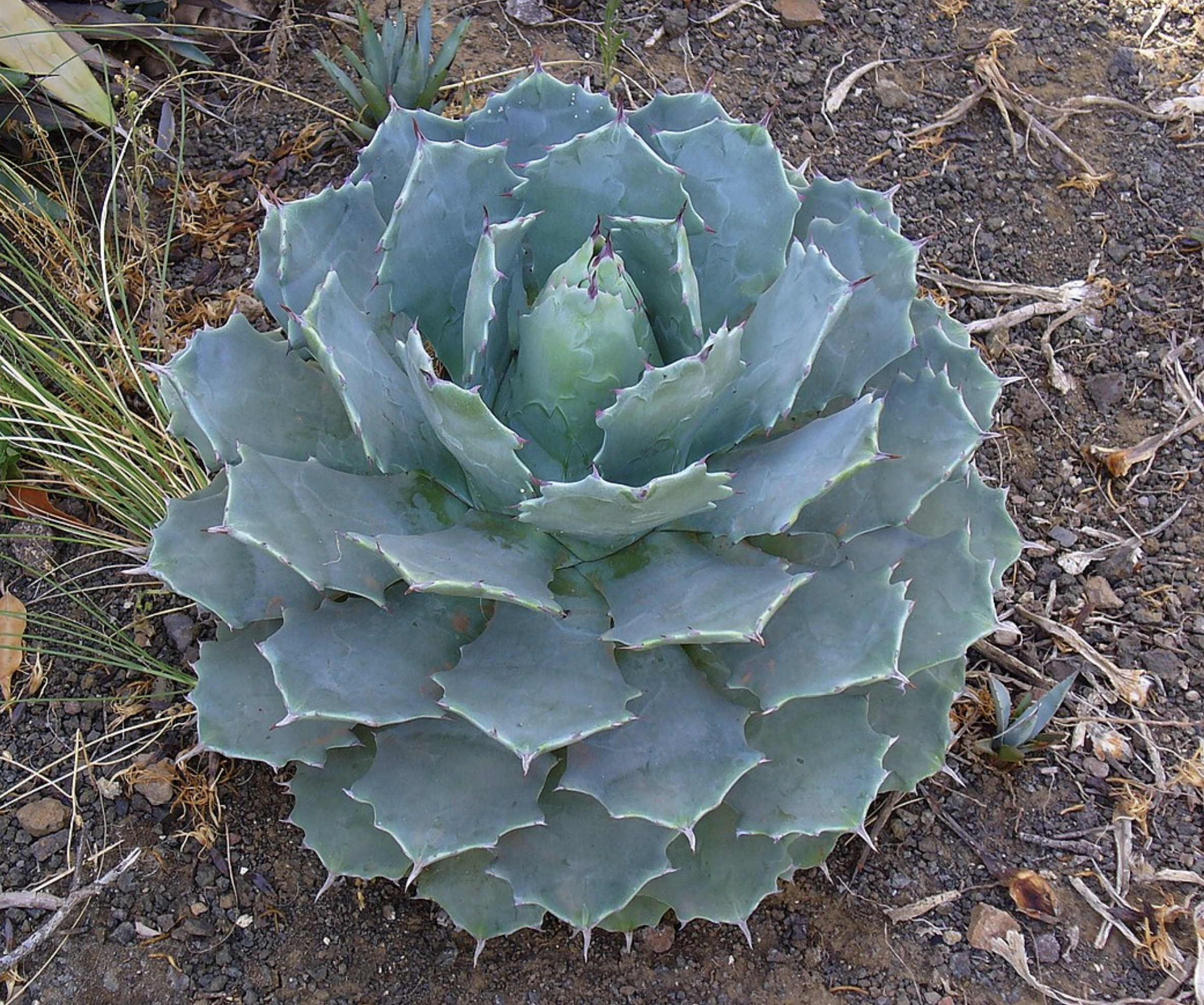 Agave Potatorum var. Verschaffeltii