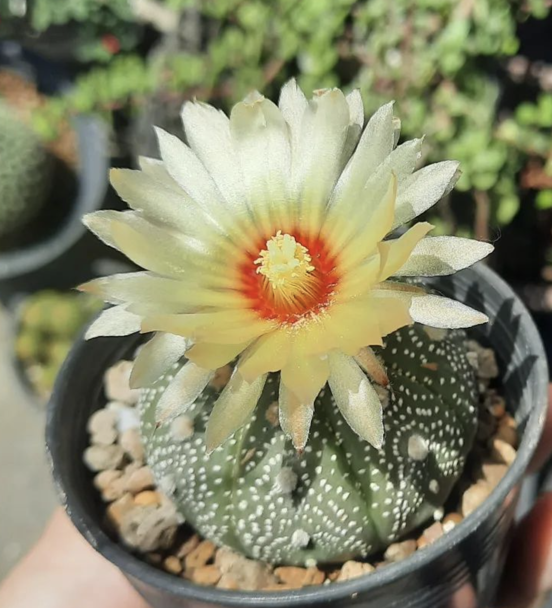 Astrophytum Asterias Tamaulipas Cactus Seeds