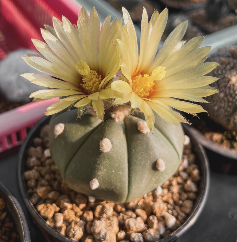 Astrophytum Asterias cv. Ruri Kabuto Cactus Seeds