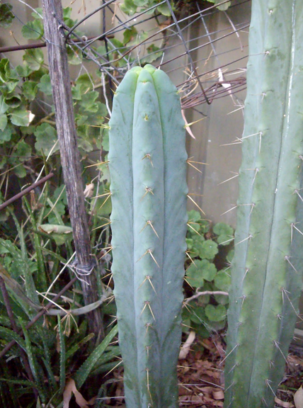 Bolivian Torch Cactus Seeds - Trichocereus Bridgesii