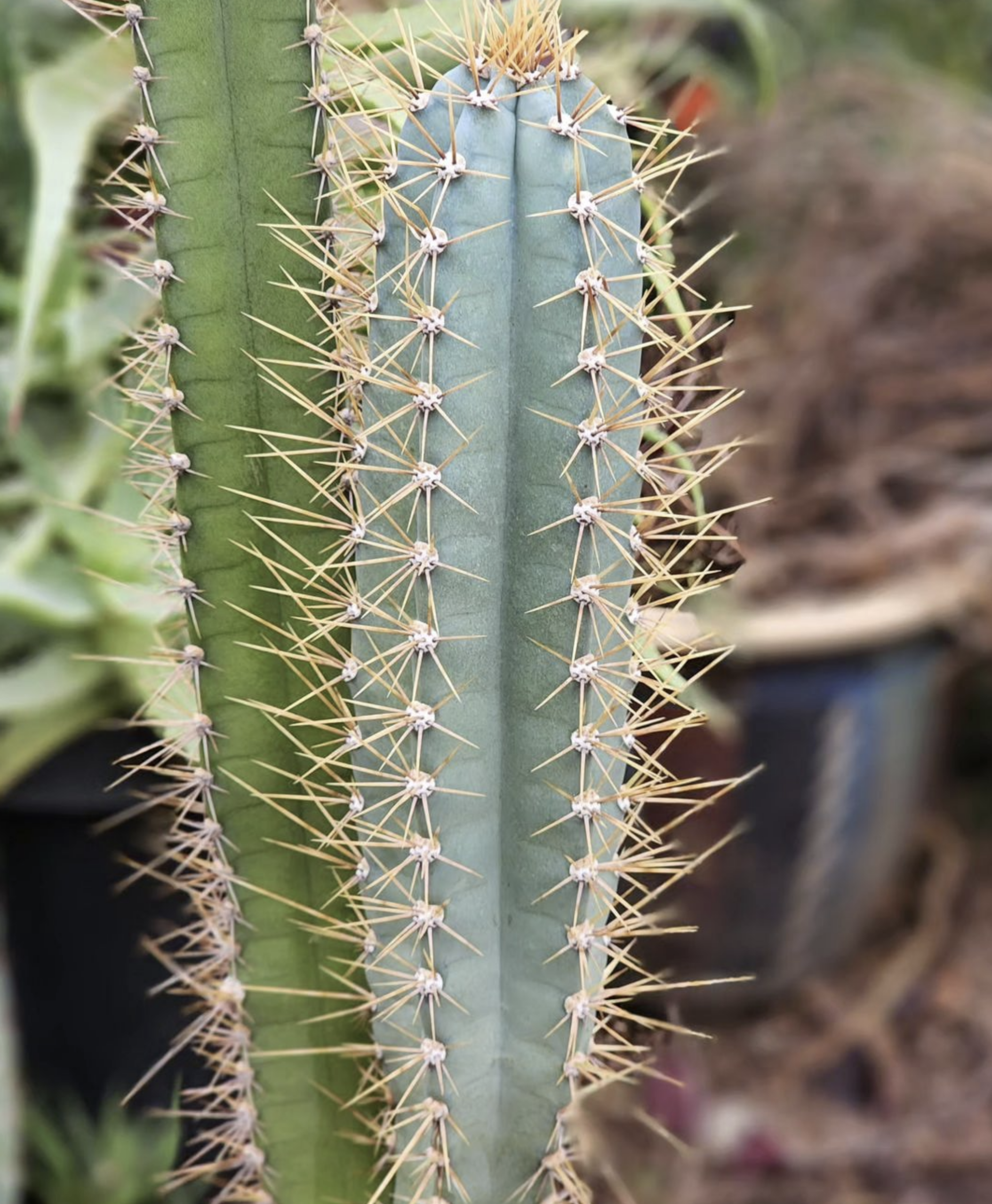 Cereus Forbesii Cactus Seeds