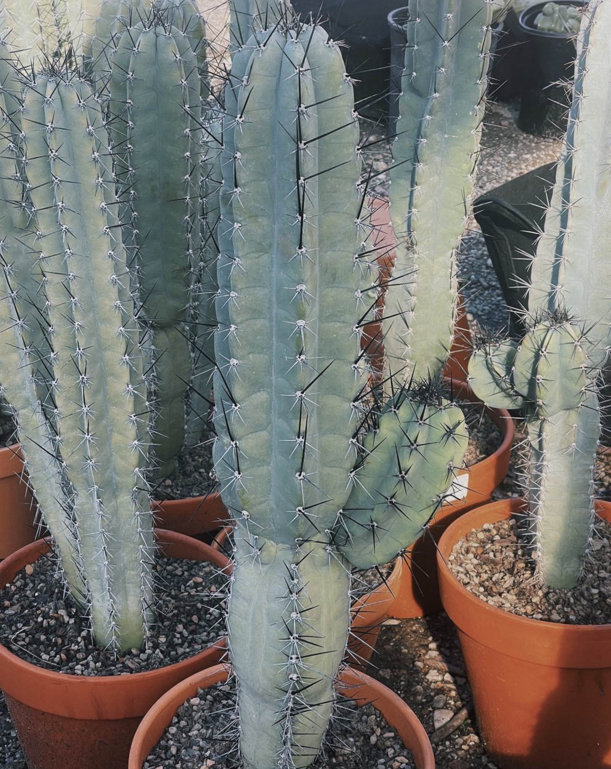 Cereus Forbesii Cactus Seeds - Image 2
