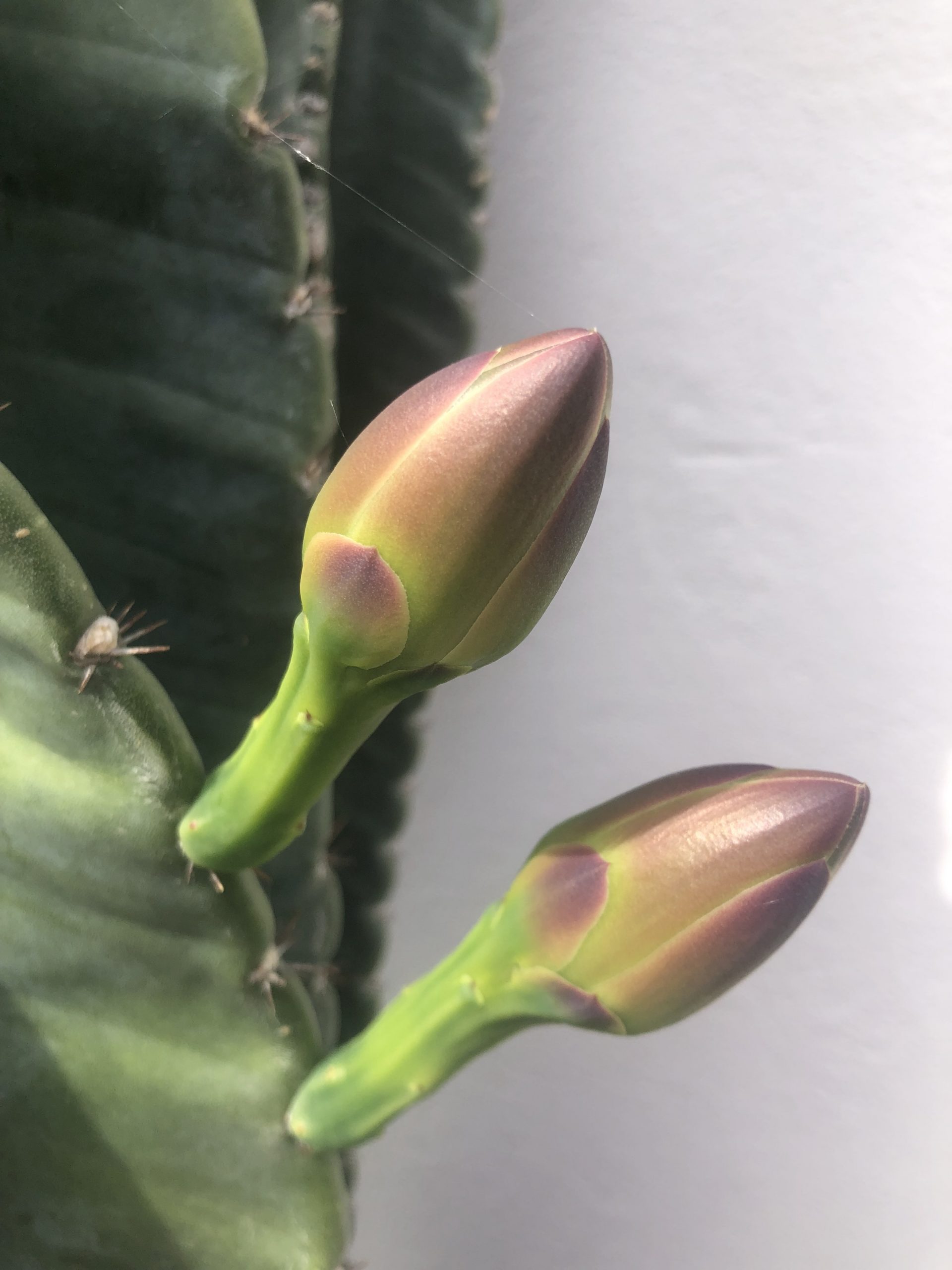 Cereus Peruvianus Cactus - Image 3
