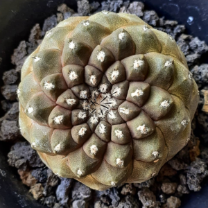 Copiapoa Barquitensis Cactus Seeds