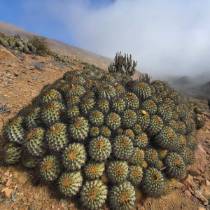 Copiapoa Eremophila Cactus Seeds