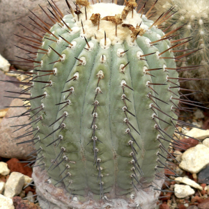 Copiapoa Mix Cactus Seeds