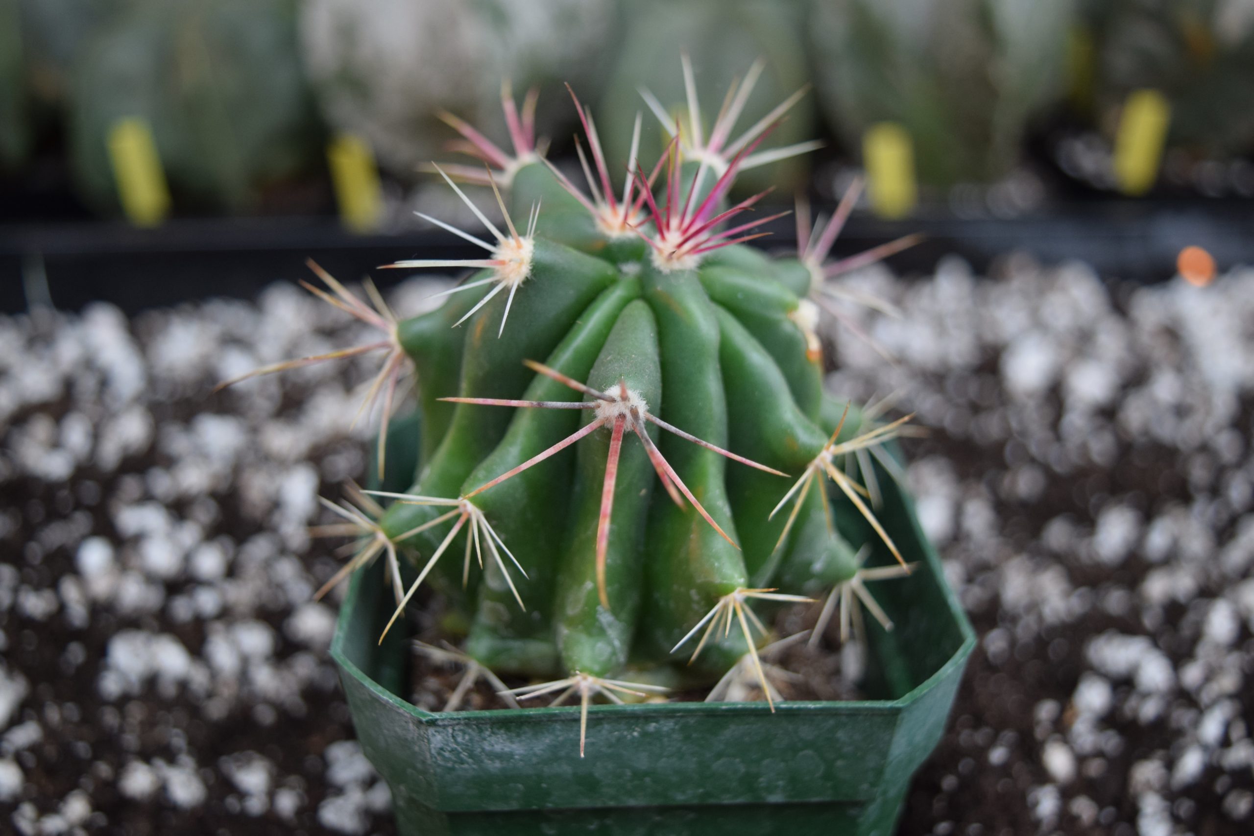 Ferocactus Pilosus Cactus