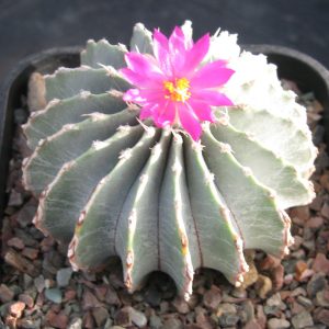 Geohintonia Mexicana Cactus Seeds