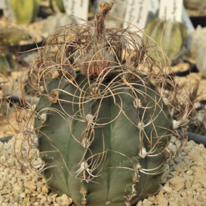 Goat Horns Cactus - Astrophytum Capricorne Cactus Seeds