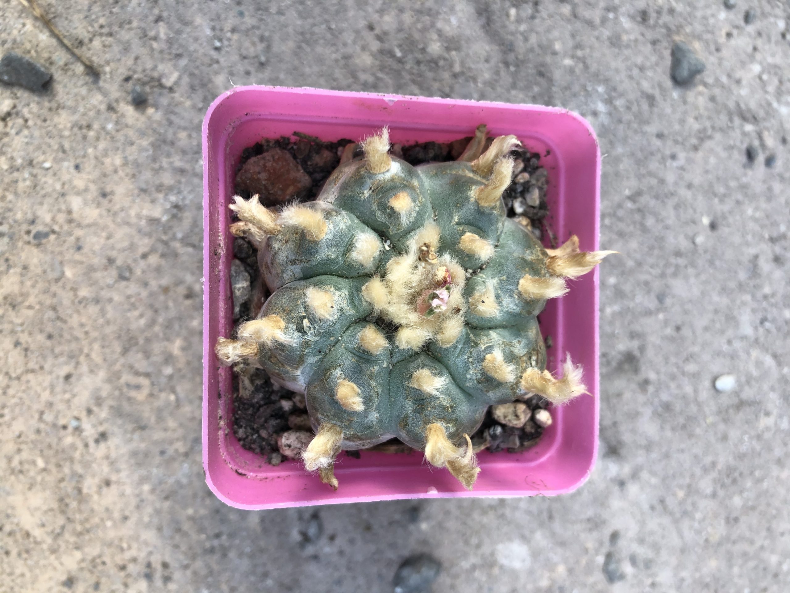 Grandfather Lophophora Williamsii Cactus - Image 5