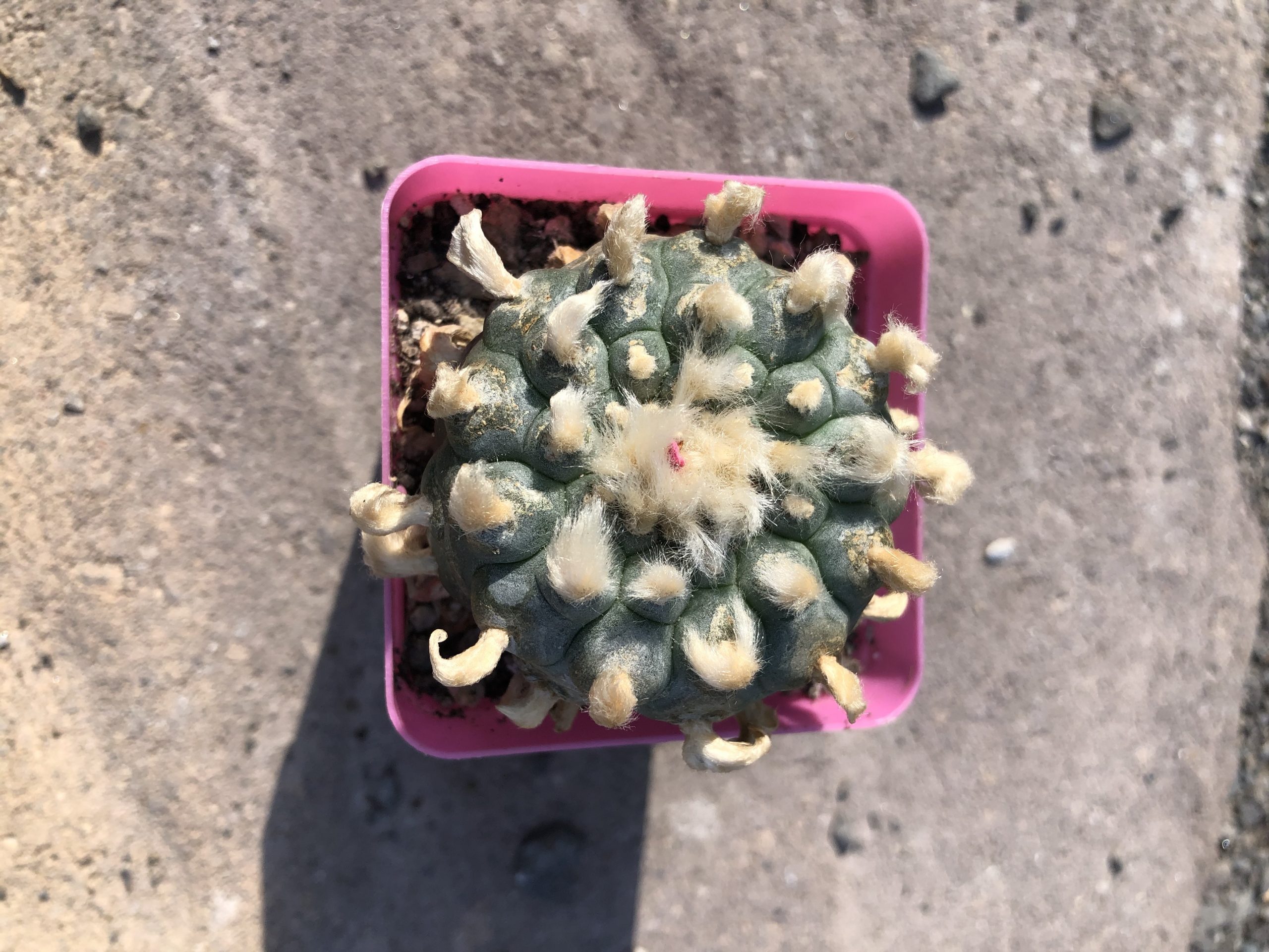 Grandfather Lophophora Williamsii Cactus - Image 2
