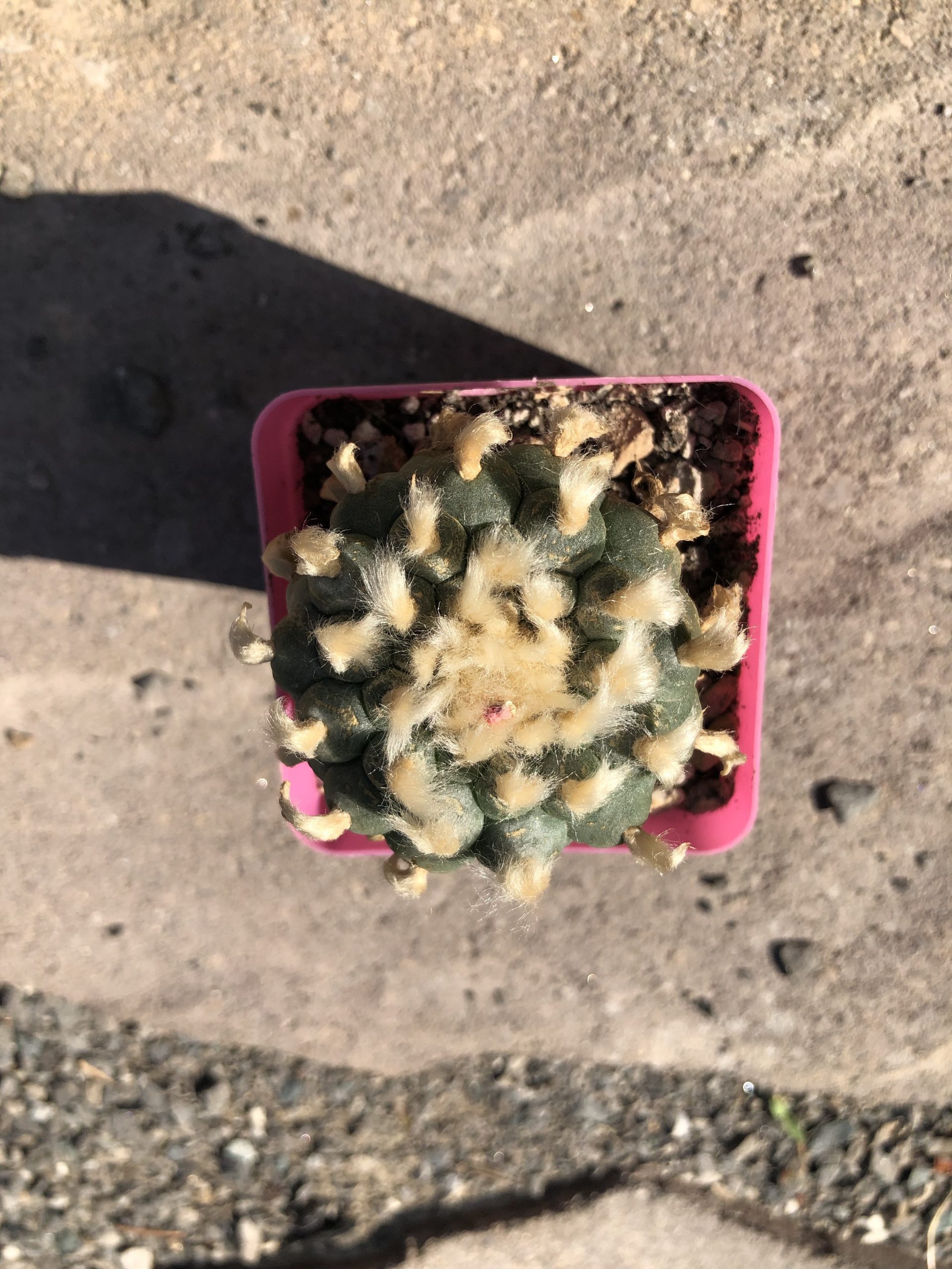 Grandfather Lophophora Williamsii Cactus - Image 3