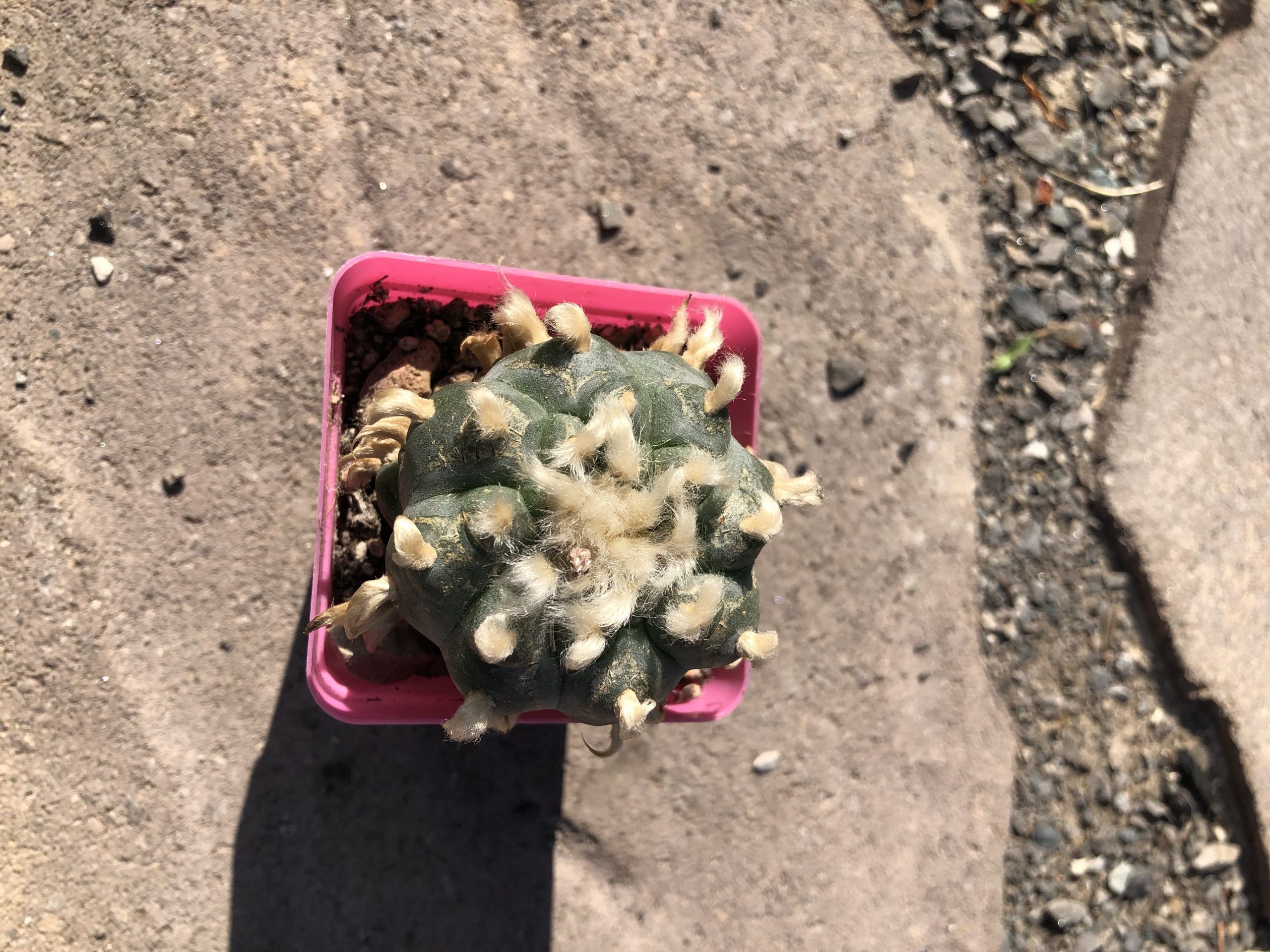 Grandfather Lophophora Williamsii Cactus - Image 4