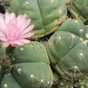 Gymnocalycium Cactus Seed Mix