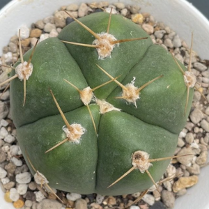 Gymnocalycium Horstii Cactus Seeds