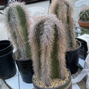 Lophocereus Schottii Cactus Seeds