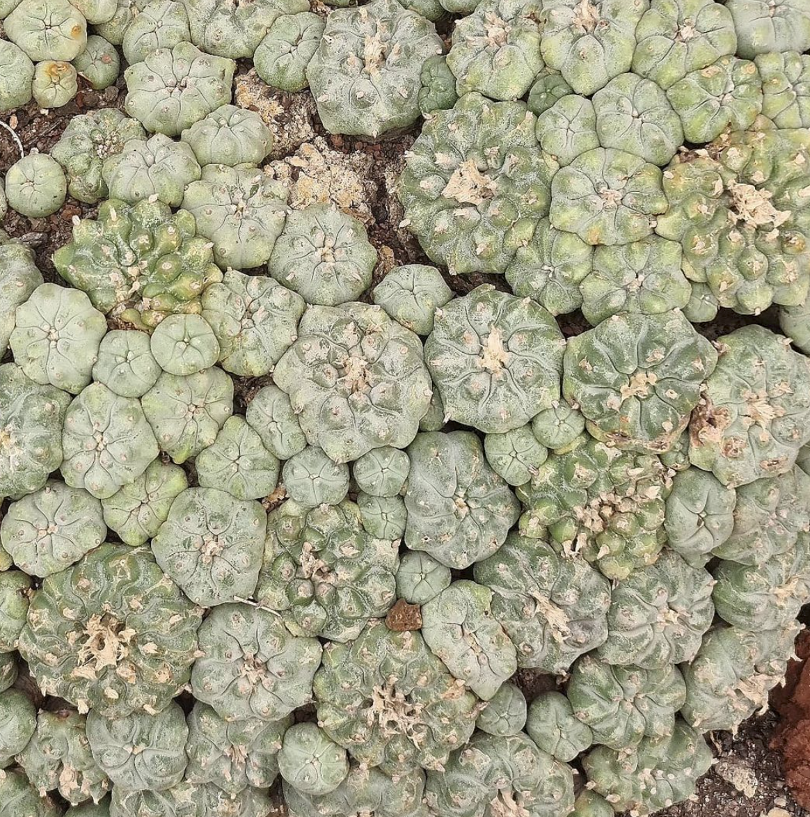 Lophophora Diffusa sup. Kubesae