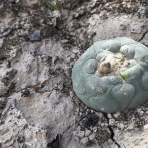 Lophophora Diffusa var. Koehresii San Francisco Cactus Seeds