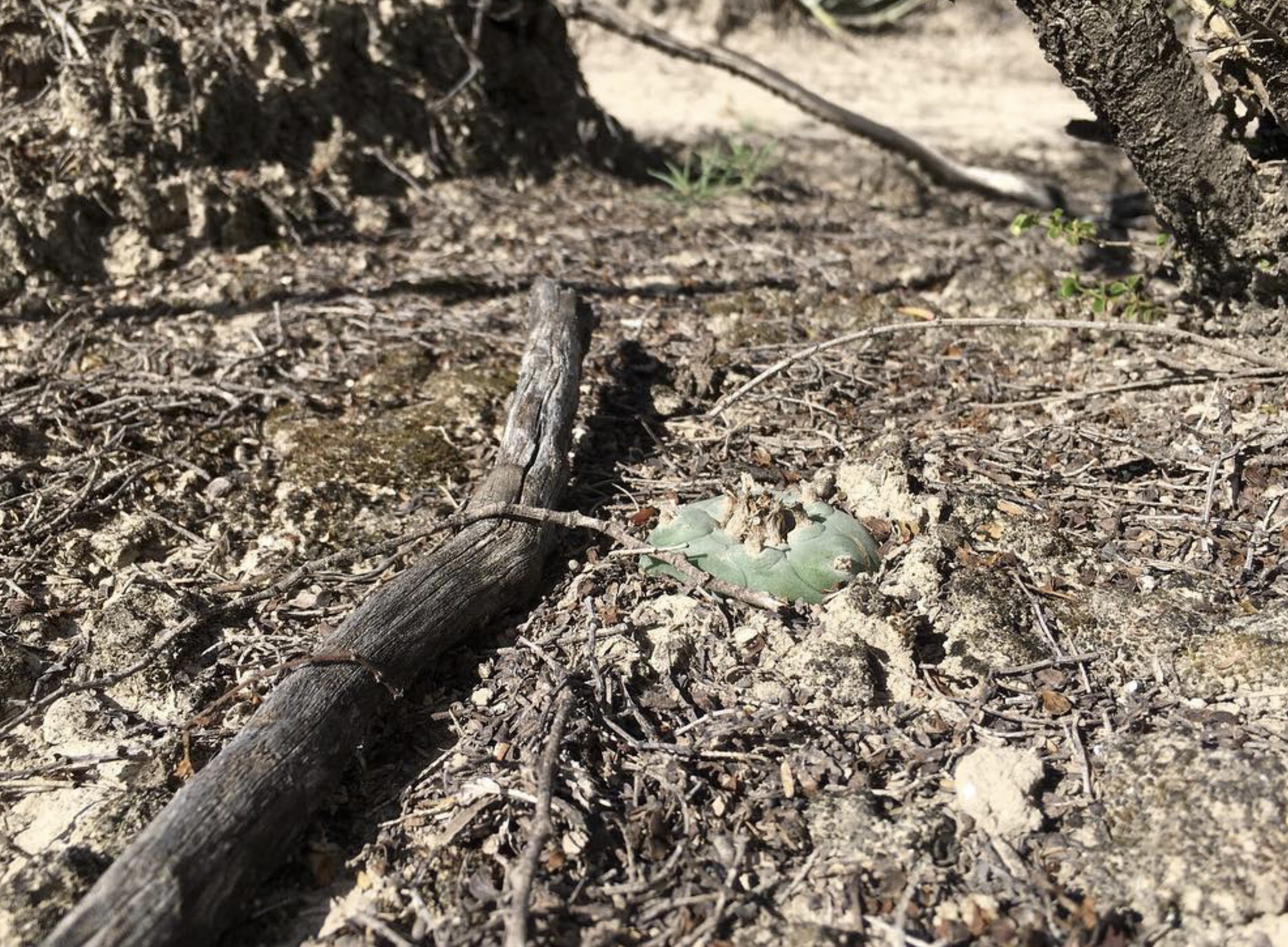 Lophophora Diffusa var. Koehresii San Francisco Cactus Seeds - Image 2