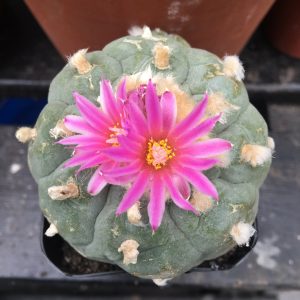 Lophophora Fricii Cactus Seeds