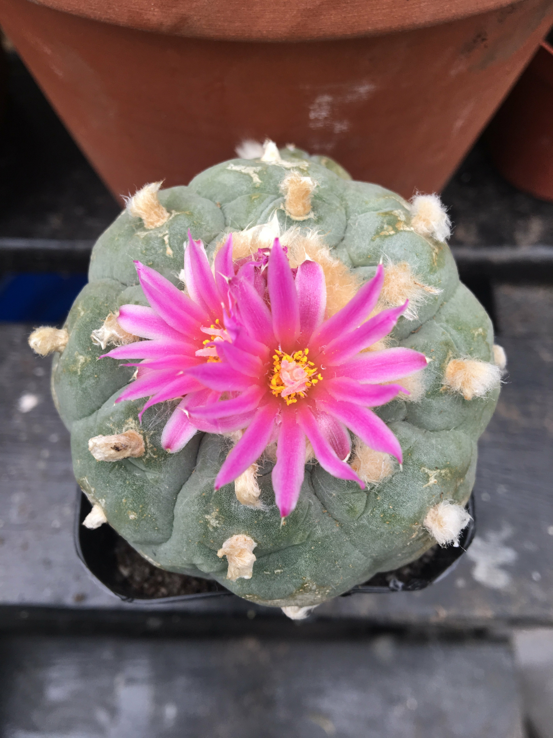 Lophophora Fricii Cactus Seeds