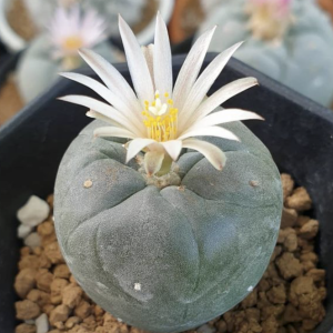Lophophora Fricii f. Albiflora Cactus Seeds