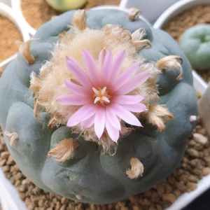 Lophophora Fricii x Koehresii Cactus Seeds