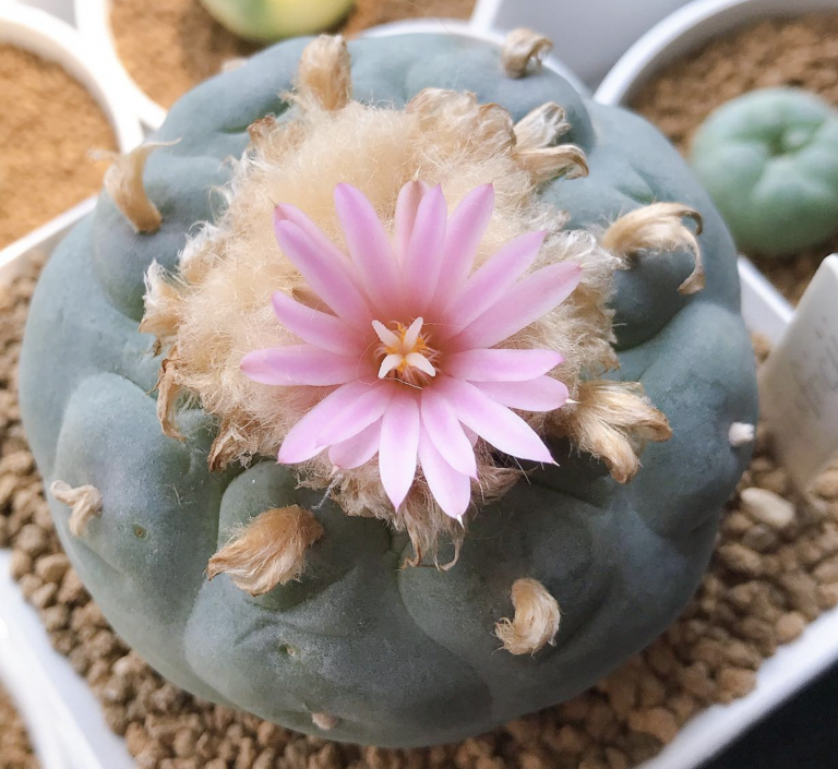 Lophophora Fricii x Koehresii Cactus Seeds