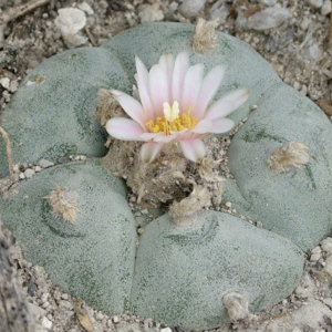 Lophophora Mixed Species Cactus Seeds