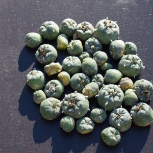 Lophophora Williamsii Cactus Cuttings - Peyote Buttons