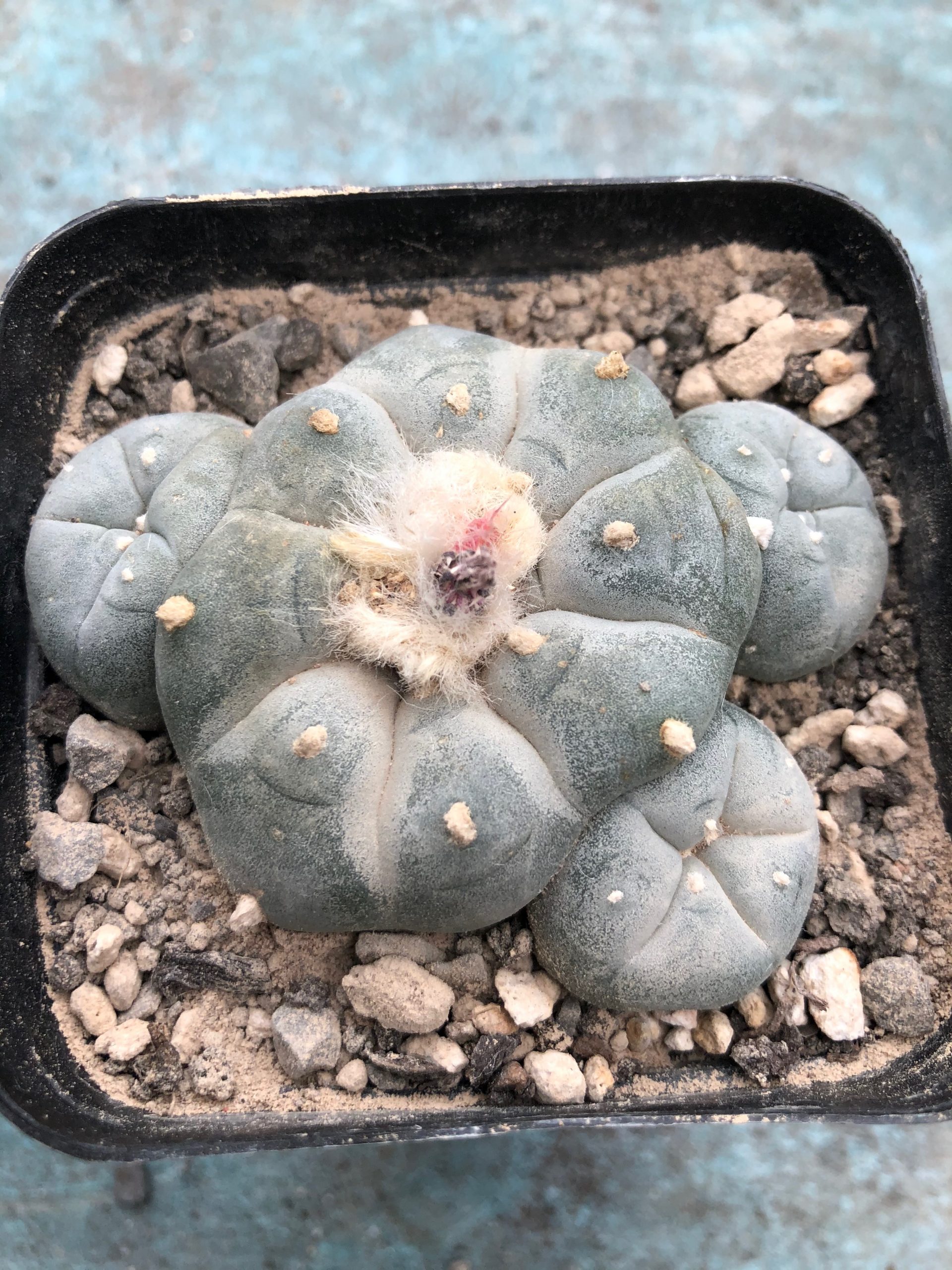 Lophophora Williamsii Cactus - Wild Specimen Plant - Image 15
