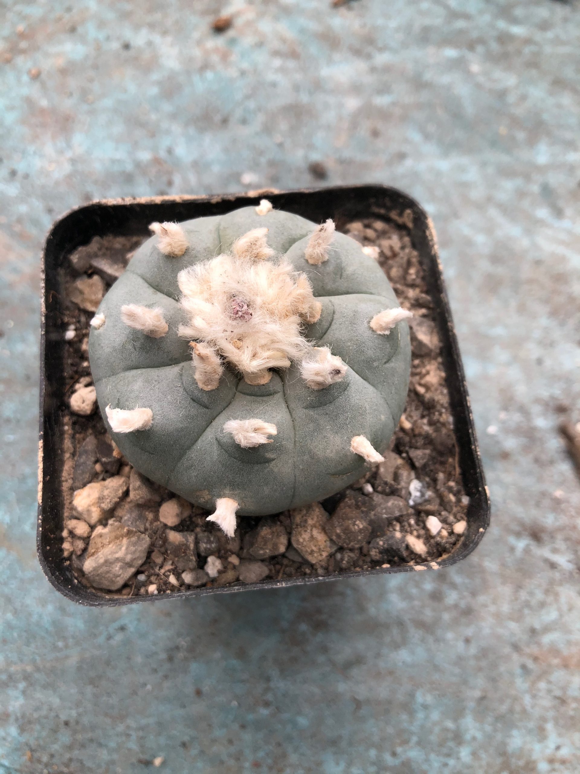 Lophophora Williamsii Cactus - Wild Specimen Plant - Image 10