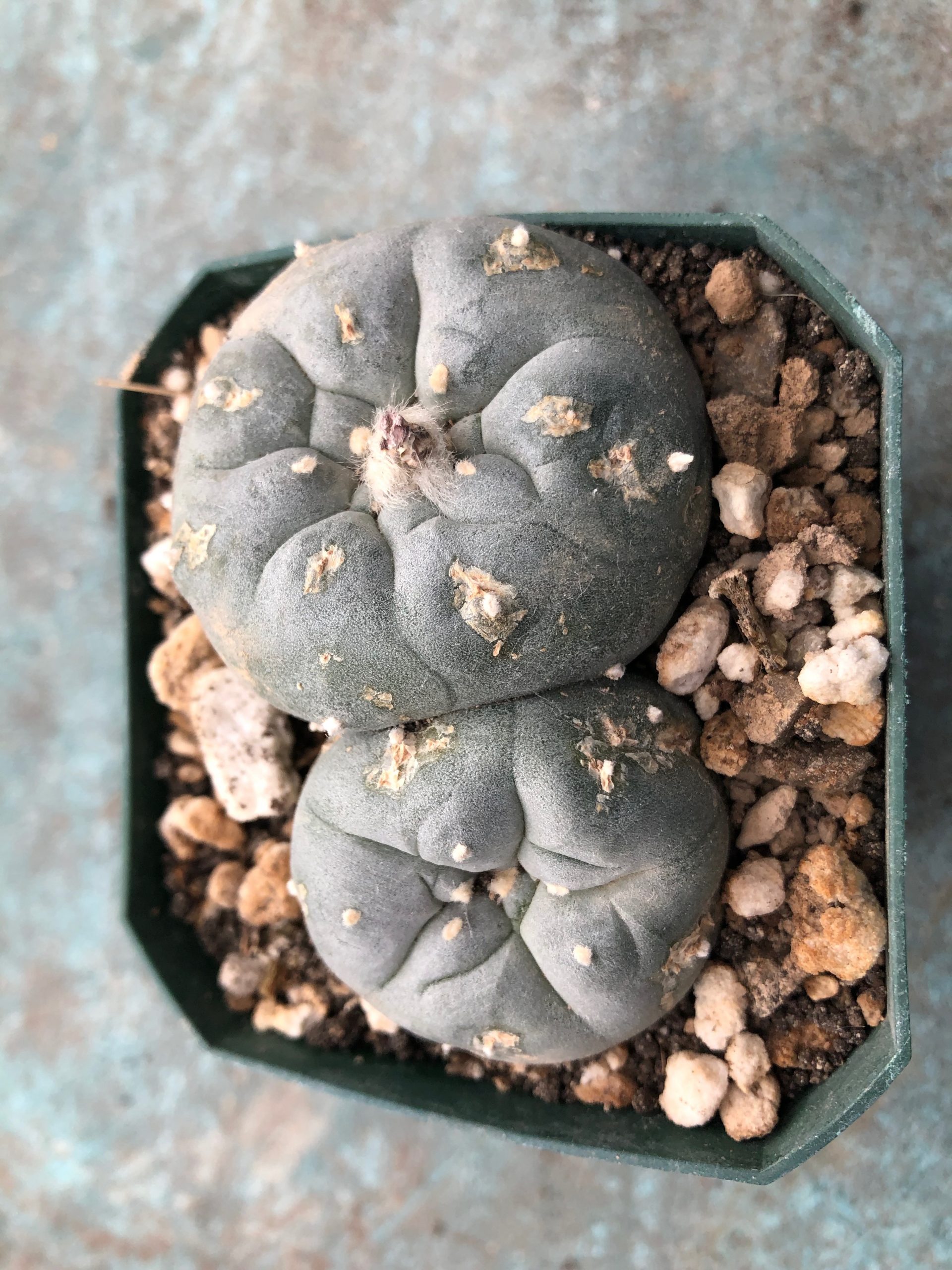 Lophophora Williamsii Cactus - Wild Specimen Plant - Image 12