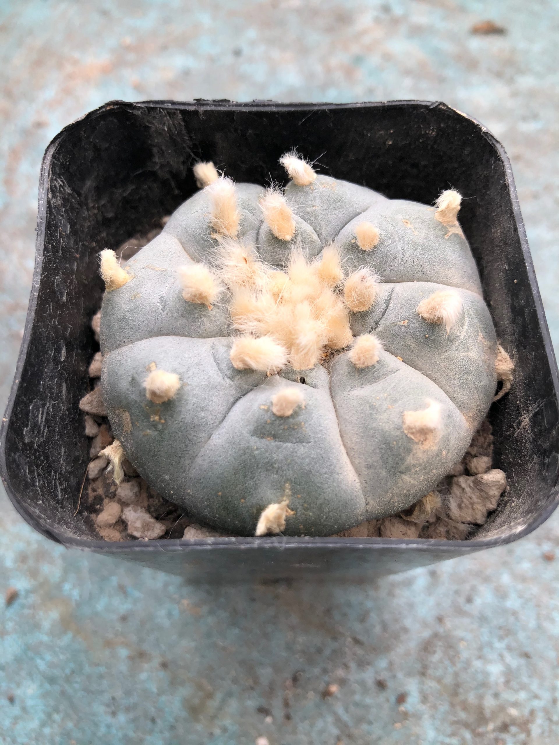 Lophophora Williamsii Cactus - Wild Specimen Plant - Image 4
