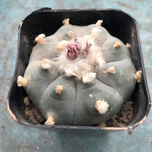Lophophora Williamsii Cactus - Wild Specimen Plant - Image 9