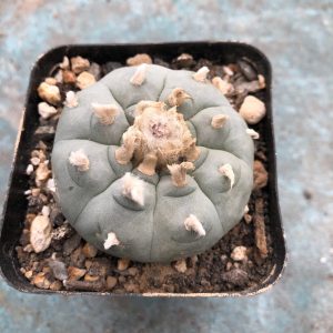 Lophophora Williamsii Cactus - Wild Specimen Plant
