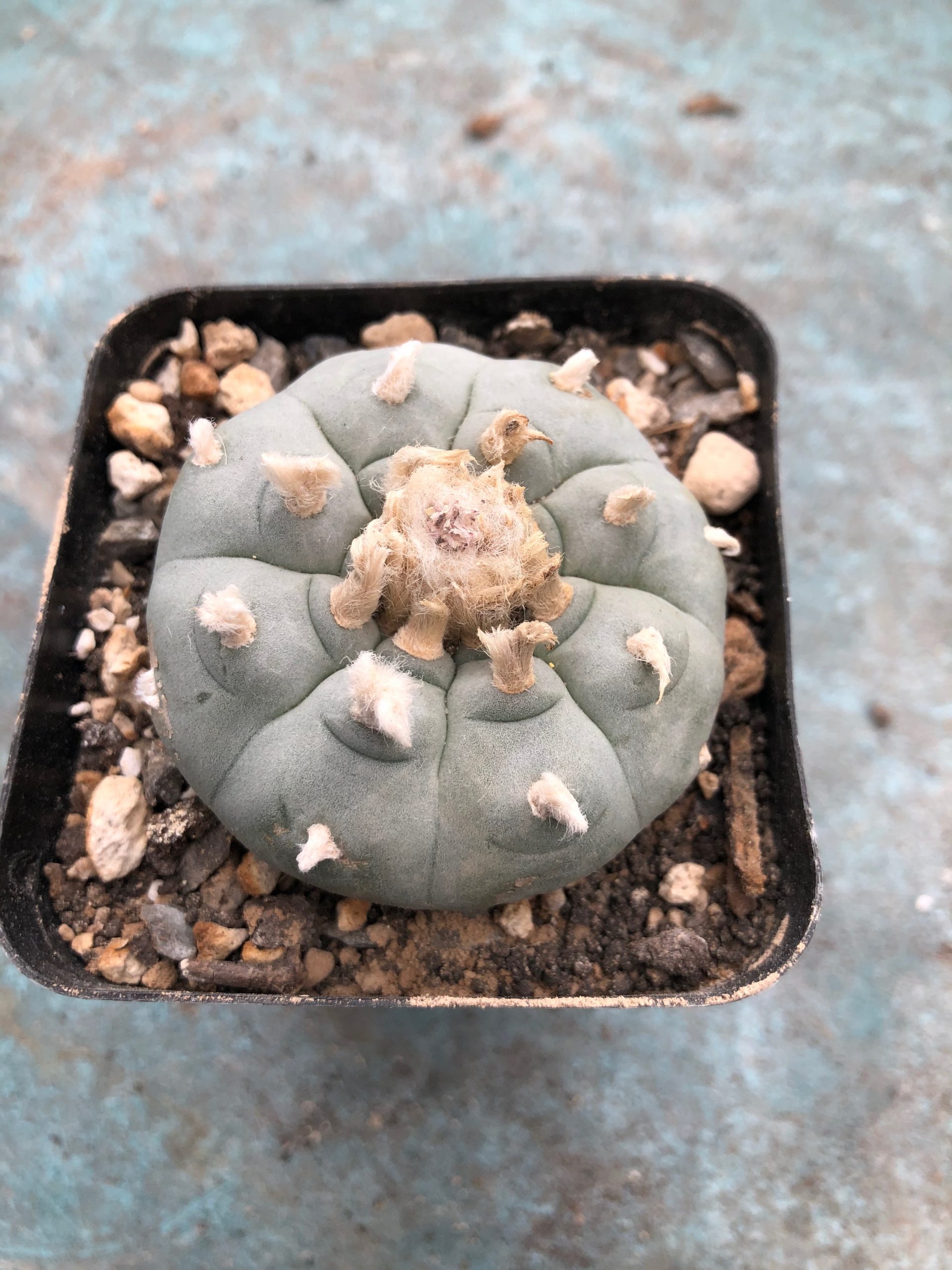 Lophophora Williamsii Cactus - Wild Specimen Plant