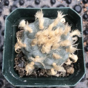 Lophophora Williamsii (Peyote) Cactus - Pick Your Own Specimen