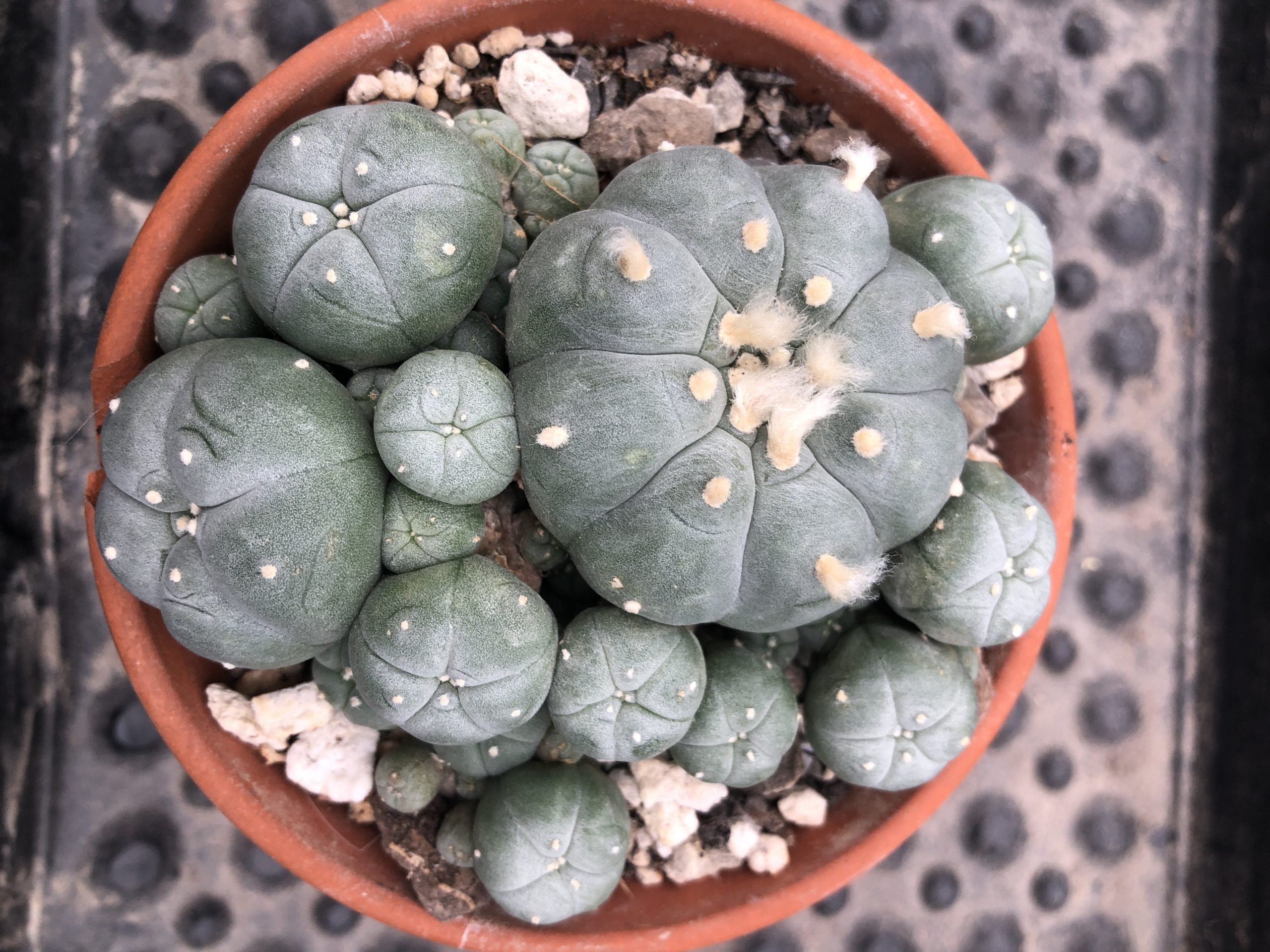 Lophophora Williamsii Var. Caespitosa Cactus - Image 2