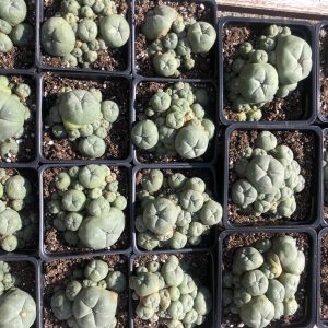 Lophophora Williamsii Var. Caespitosa Cactus