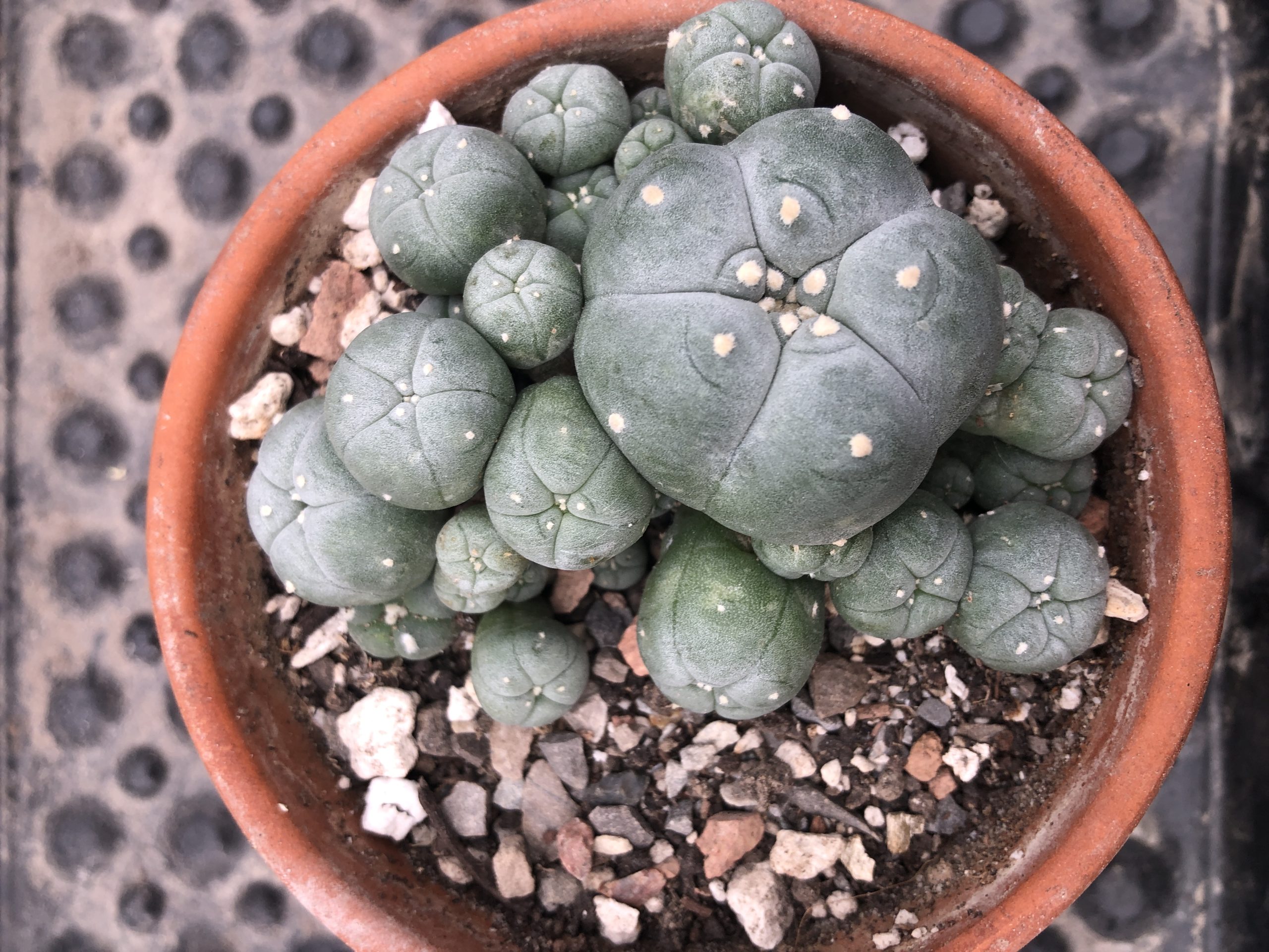 Lophophora Williamsii Var. Caespitosa Cactus - Image 4