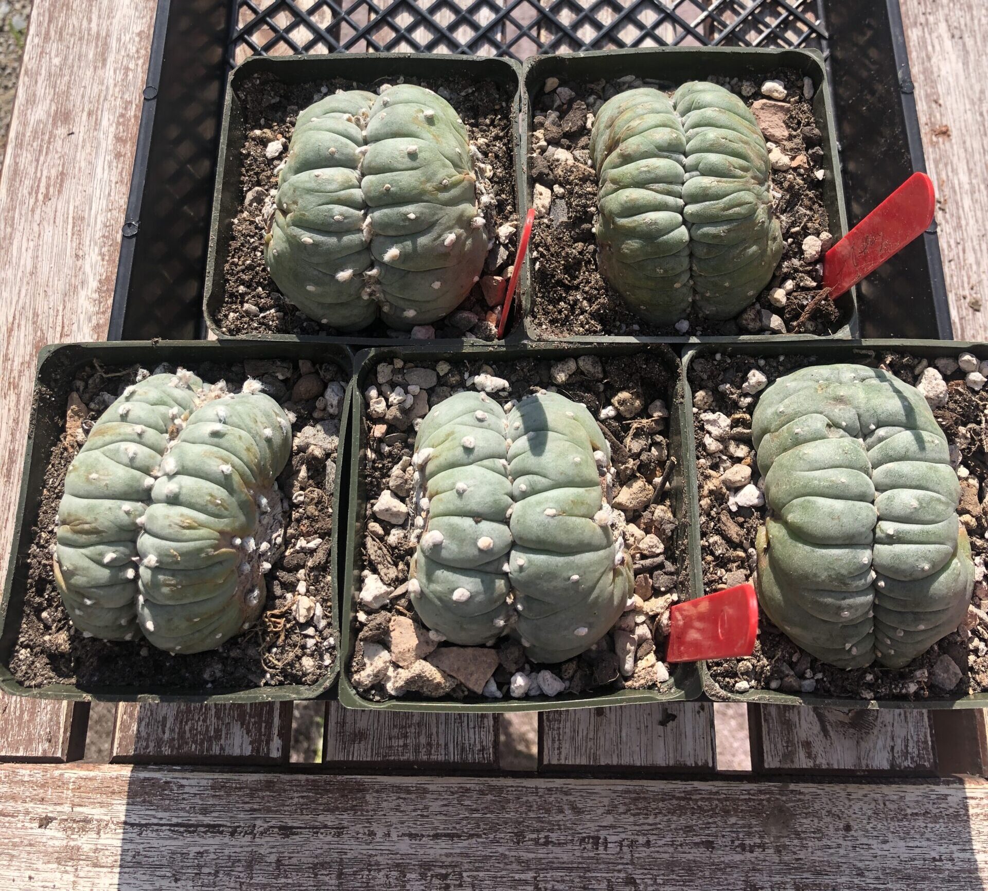 Lophophora Williamsii f. Cristata