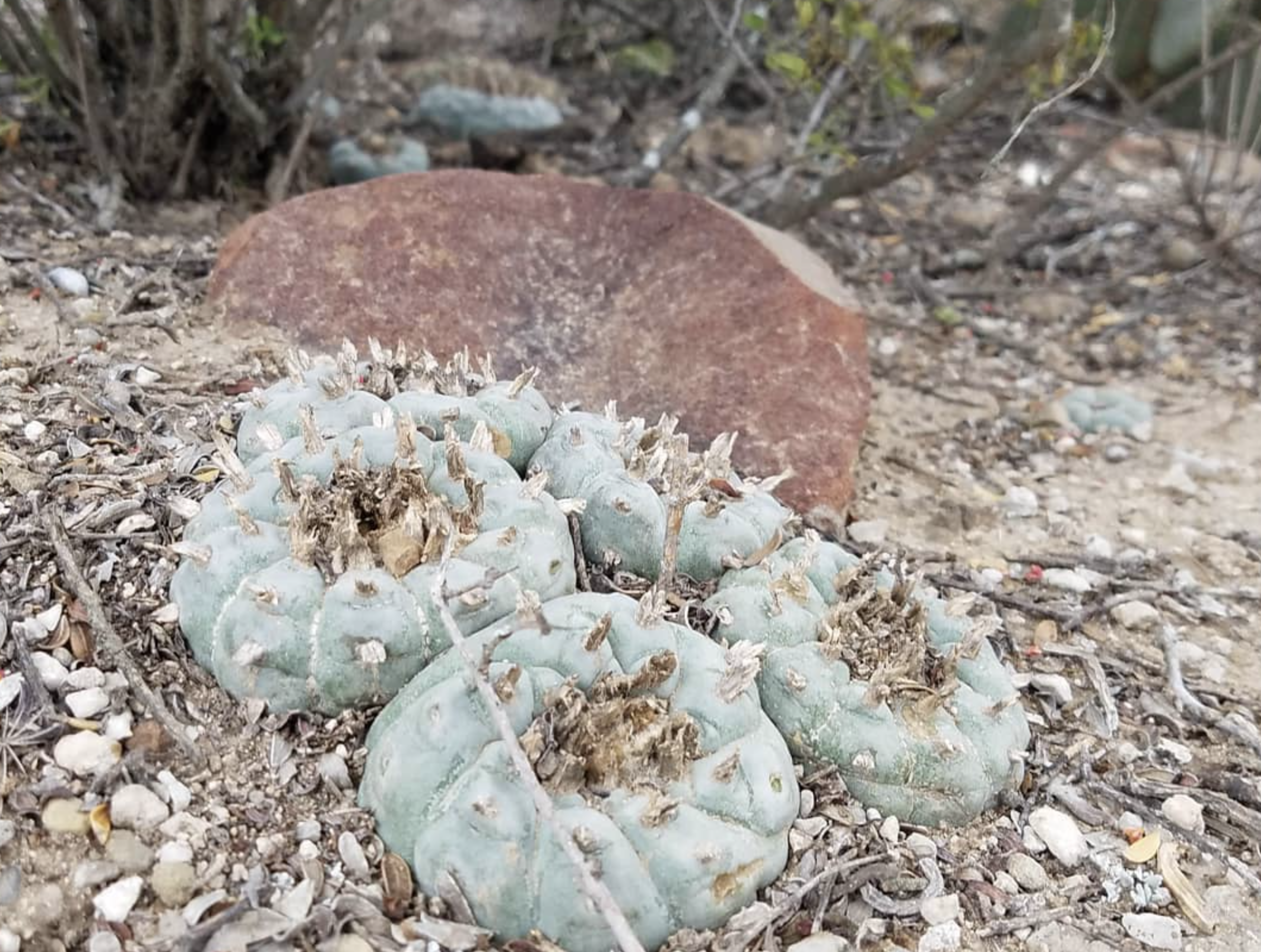 Lophophora Williamsii v Cardona Cactus Seeds