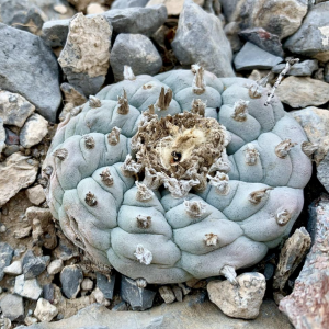 Lophophora Williamsii v El Oso Cacti Seeds