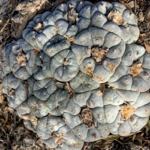 Lophophora Williamsii v Huizache Cactus Seeds