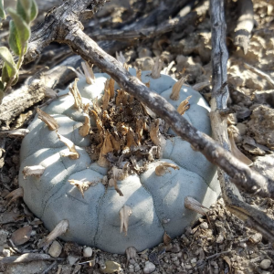 Lophophora Williamsii v Ocampo Cactus Seeds