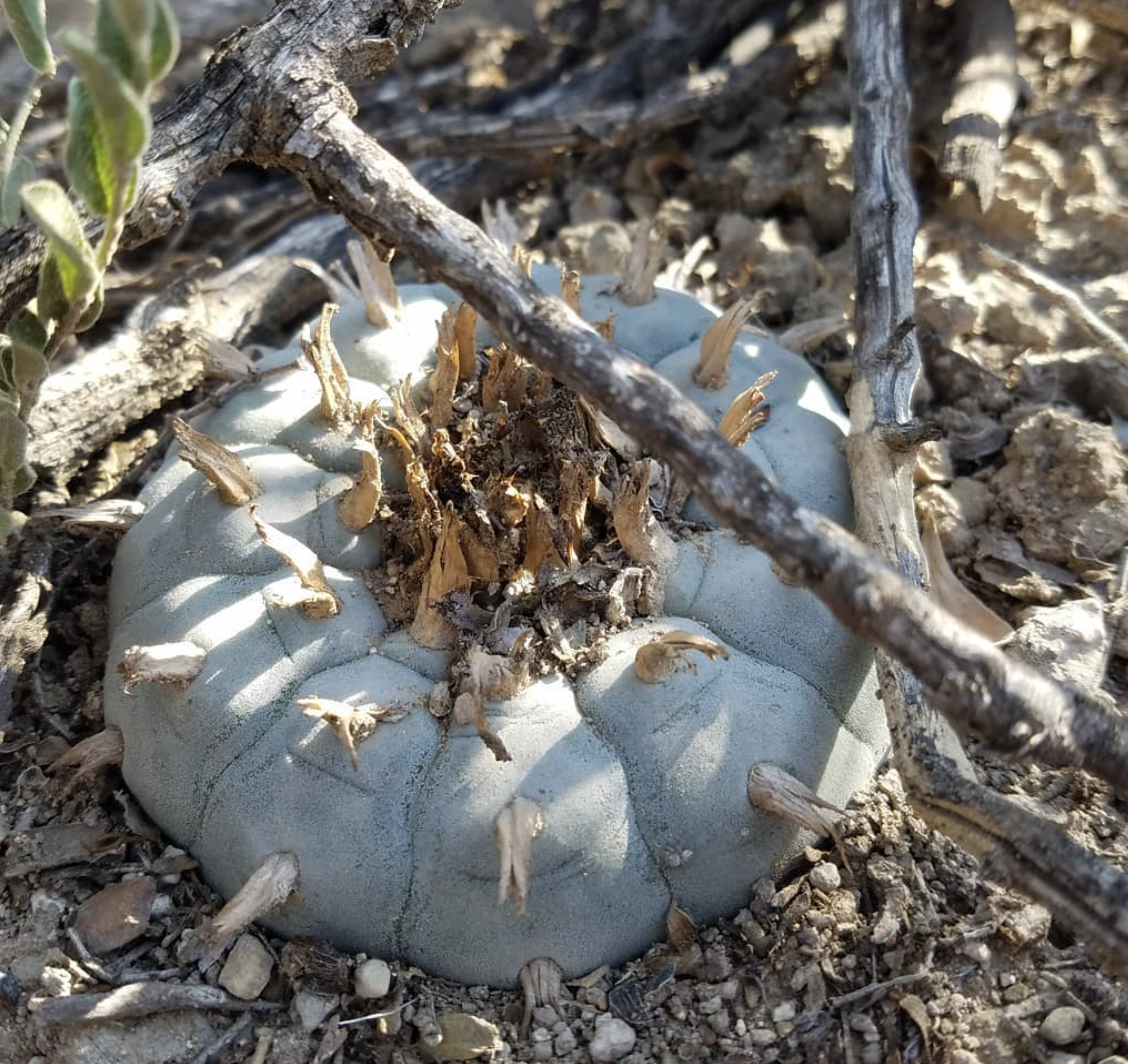 Lophophora Williamsii v Ocampo Cactus Seeds