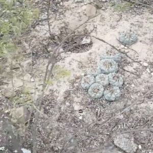 Lophophora Williamsii v Refugio Norias De Conde Cactus Seeds
